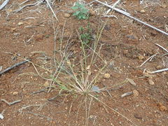 Echinochloa crus-pavonis