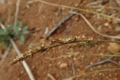 Echinochloa crus-pavonis