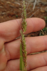 Echinochloa crus-pavonis