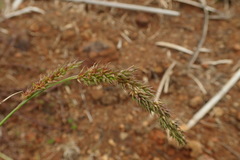 Echinochloa crus-pavonis