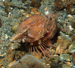 Rhamphocottus richardsonii