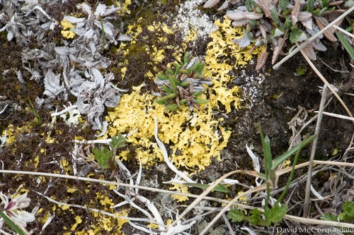 Yellow Lichen