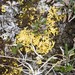 Yellow Lichen - Photo (c) David McCorquodale, some rights reserved (CC BY), uploaded by David McCorquodale