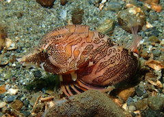 Rhamphocottus richardsonii