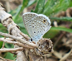 Hemiargus hanno hanno