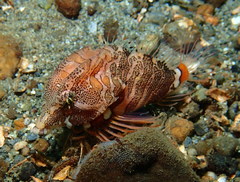 Rhamphocottus richardsonii