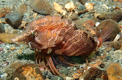 Rhamphocottus richardsonii