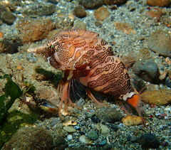 Rhamphocottus richardsonii