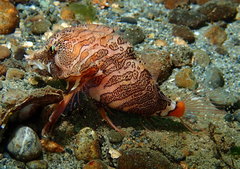 Rhamphocottus richardsonii