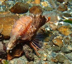 Rhamphocottus richardsonii