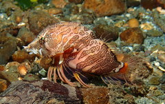 Rhamphocottus richardsonii