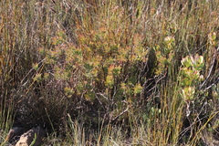 Serruria pedunculata