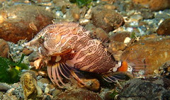 Rhamphocottus richardsonii