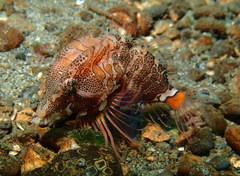 Rhamphocottus richardsonii