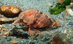 Rhamphocottus richardsonii