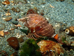 Rhamphocottus richardsonii