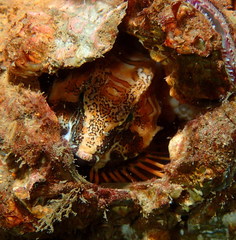 Rhamphocottus richardsonii