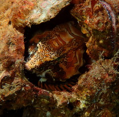 Rhamphocottus richardsonii