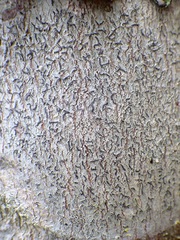 Phaeographis dendritica