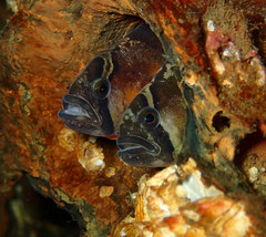 Pholis ornata