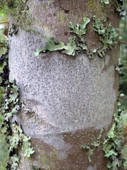 Phaeographis dendritica