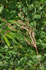 Juncus anthelatus