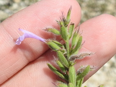 Hedeoma reverchonii