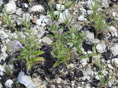 Hedeoma reverchonii
