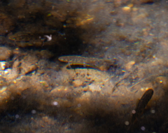 Salvelinus fontinalis