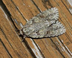 Acronicta exilis
