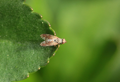Tephritis neesii