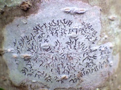 Phaeographis dendritica