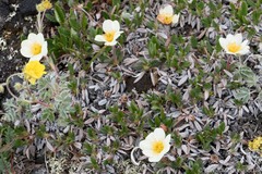 Dryas ajanensis