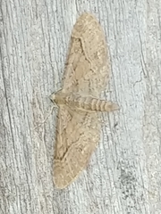 Eupithecia unicolor