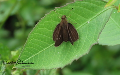 Lerodea eufala eufala