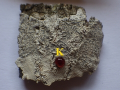 Phaeographis dendritica