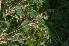 Juncus anthelatus