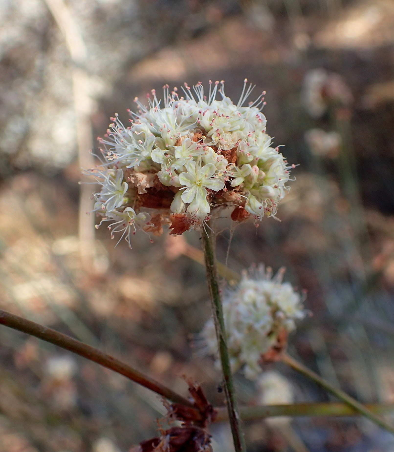 Eriogonum nudum var. murinum