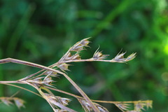Juncus anthelatus