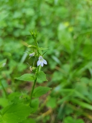 Lobelia inflata