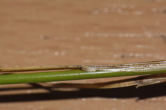 Juncus anthelatus