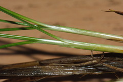 Juncus anthelatus