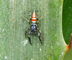 Psecas sumptuosus