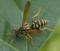 Polistes dominula