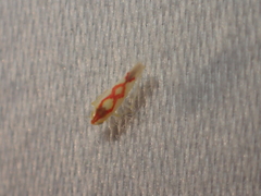 Zygina flammigera