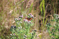 Aglais milberti viola