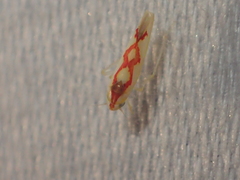 Zygina flammigera