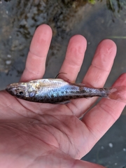 Percopsis omiscomaycus