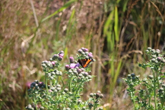 Aglais milberti viola