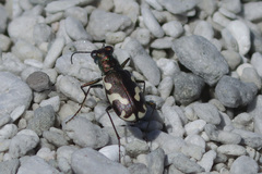 Cicindela willistoni echo
